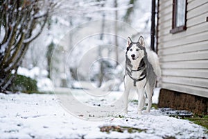 A dog breed Husky stands near the house