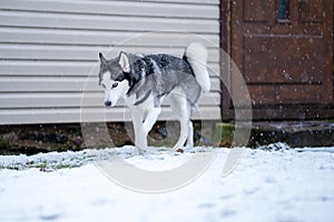 A dog breed Husky walking near the house