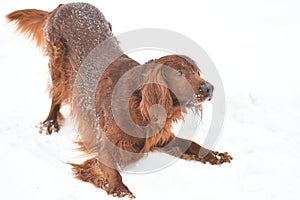 Dog breed Irish Red setter