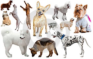 dog breed isolated