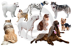 dog breed isolated