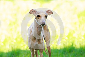 Dog breed Italian Greyhound