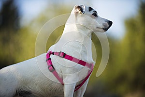 Dog breed Jack Russell Terrier