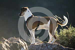 Dog breed Jack Russell Terrier