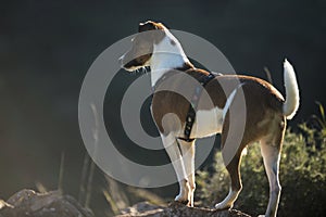 Dog breed Jack Russell Terrier