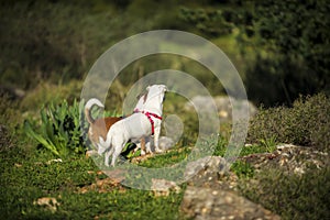 Dog breed Jack Russell Terrier