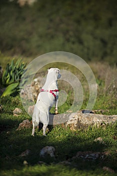 Dog breed Jack Russell Terrier