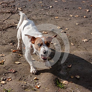 Dog breed Jack Russell Terrier is angry and barks