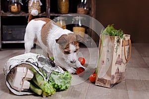 Dog breed Jack Russell Terrier and foods are on the floor in the kitchen