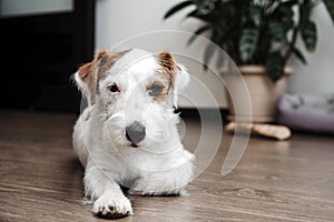 Dog breed Jack Russell Terrier lying on the floor in the room,  background of a flower