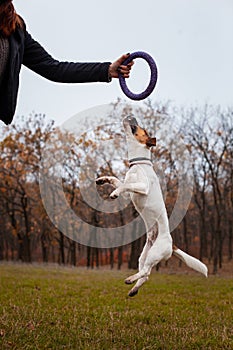 Dog breed Jack Russell Terrier is played with a man puller