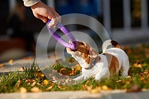 Dog breed jack russell terrier playing in autumn park