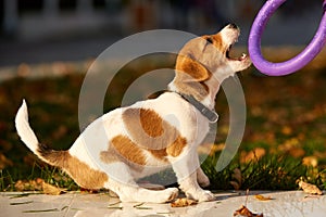 Dog breed jack russell terrier playing in autumn park