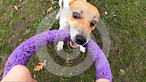 Dog breed Jack Russell Terrier plays puller with a man, holds a puller in his teeth