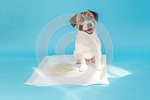 Dog breed Jack Russell Terrier and a puddle of urine in a dog diaper. Home dog training concept. Teaching the dog to clean the
