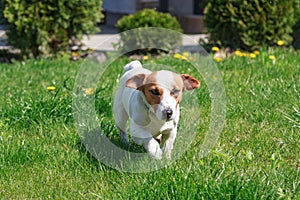 Dog breed Jack Russell Terrier runs on a green lawn. The concept of hunting dogs and domestic animals. Spring day, selective focus