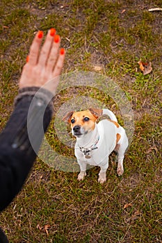 Dog breed Jack Russell Terrier sits near the legs of a man and executes his commands