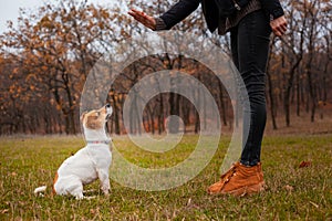 Dog breed Jack Russell Terrier sits near the legs of a man and executes his commands