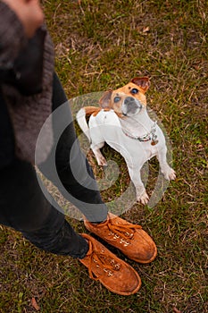 Dog breed Jack Russell Terrier sits near the legs of a man and executes his commands