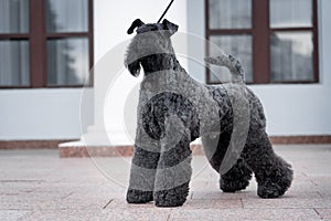 Dog breed kerry blue terrier