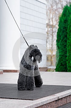 Dog breed kerry blue terrier