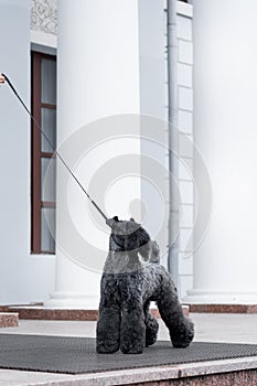 Dog breed kerry blue terrier