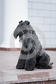 Dog breed kerry blue terrier