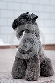 Dog breed kerry blue terrier