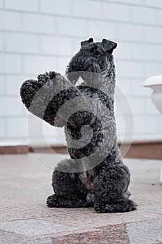 Dog breed kerry blue terrier