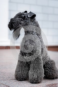 Dog breed kerry blue terrier