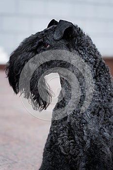 Dog breed kerry blue terrier