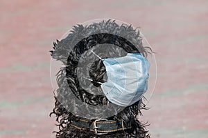 Dog breed Kerry blue Terrier in a blue medical mask close-up. Topic do animals get sick with coronavirus. Therapeutic mask for pro