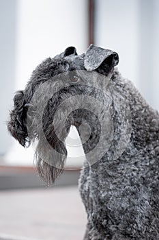 Dog breed kerry blue terrier sitting and looking