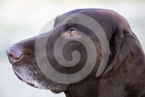 Dog breed kurtshaar close-up