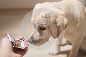 Dog breed Labrador gets pills, vitamins, delicacy from hand of owner. Concept pets and healthcare.