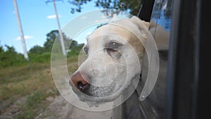 Dog breed labrador or golden retriever looking into a car window. Domestic animal stuck out head from moving auto to
