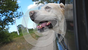 Dog breed labrador or golden retriever looking into a car window. Domestic animal stuck out head from moving auto to