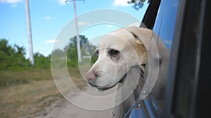 Dog breed labrador or golden retriever looking into a car window. Domestic animal stuck out head from moving auto to