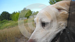 Dog breed labrador or golden retriever looking into a car window. Domestic animal stuck out head from moving auto to