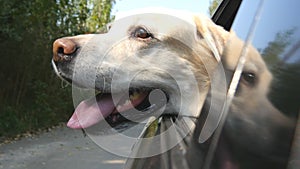 Dog breed labrador or golden retriver looking into a car window. Domestic animal sticks head out moving auto to enjoying