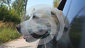 Dog breed labrador or golden retriver looking into a car window. Domestic animal sticks head out moving auto to enjoying