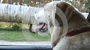 Dog breed labrador or golden retriver looking into a car window. Domestic animal sticks head out moving auto to enjoying