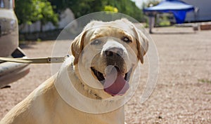 Dog breed Labrador in nature on a sunny day