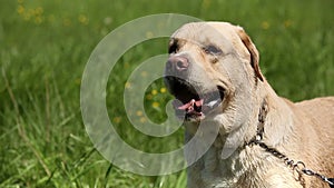 Dog of breed labrador retriever on the lawn barks loudly include voice.