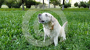 Dog breed labrador retriever sits on green grass and barking and running for stick