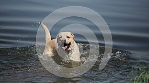 Dog of breed labrador retriever swims in the lake