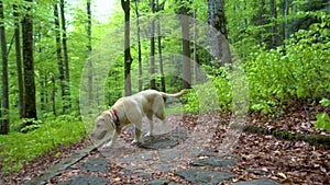 Dog of breed Labrador Retriever walking through forest. Steadicam gimbal shot. Brown blonde dog puppy runs in the mountain forest.