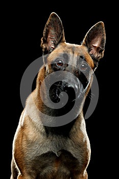 Dog breed Malinois in the Studio