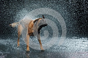 Dog breed Malinois in the Studio.