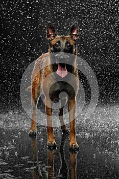 Dog breed Malinois in the Studio.